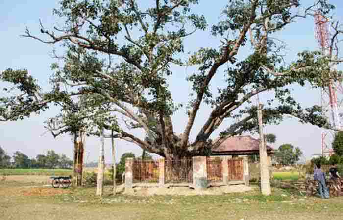 Banyan Tree and Bhutir Cremation Ground – sacred site in Kamarpukur / Jayrambati